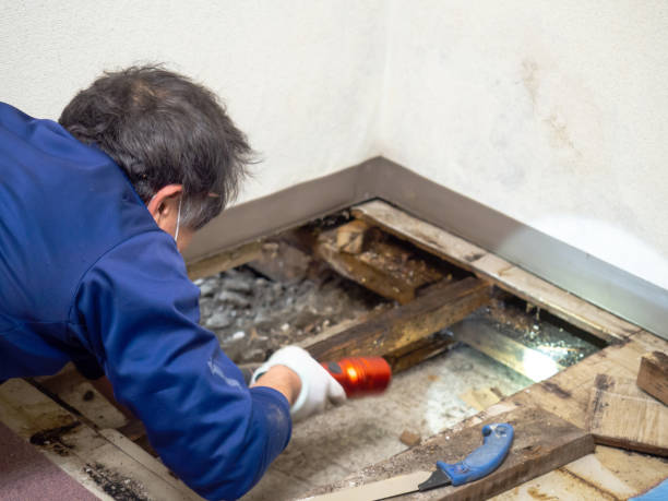 Best Industrial Mold Remediation in Old Forge, PA